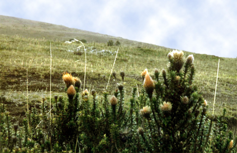 La chuquirahua